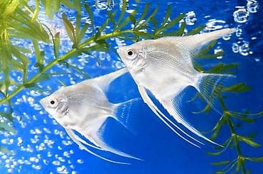 клариевый сом: Скалярия белая (Pterophyllum scalare), декоративная пресноводная рыба — 4