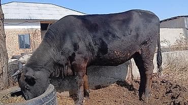 Башка жаныбарлар: Сатам | Уй (ургаачы) | Көбөйтүү үчүн | Бооз — 6