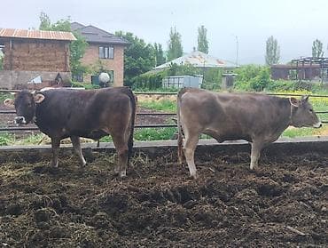 Продаю | Корова (самка) | Для молока