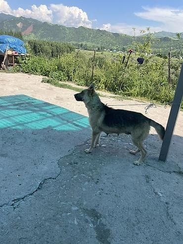продажа домашних животных: Щенки от служебной собаки (тип овчарки) - Помет многочисленный, щенки — 2