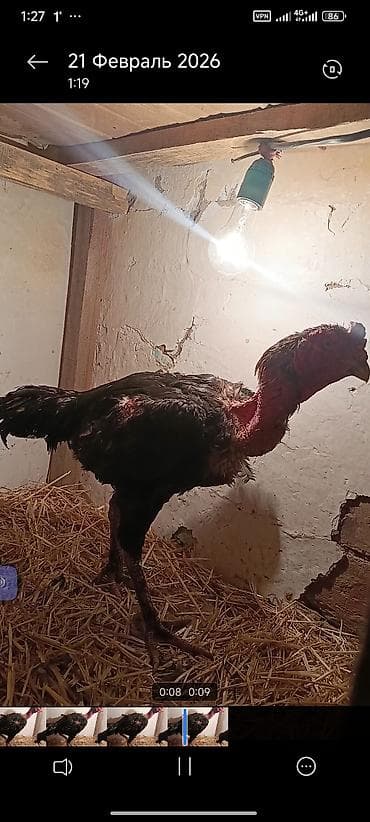 Грызуны: Продаю | Петух | Бойцовая | Для разведения — 2