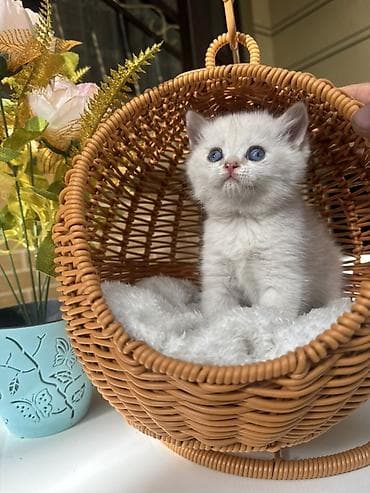 кошка шотланка: Скотиш Страйт (Шотландская прямоухая), 1 месяц, Девочка, Золотая шиншилла, Приучена к лотку, Проглистована, С документами — 4