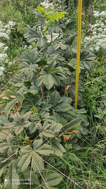 черный орех: Каштан, саженцы каштанов, высота от 80см до 120см — 1