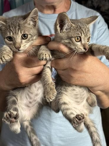 Отдам даром кошку: Кошка даром: Бенгальская, 4 месяца, Девочка — 2