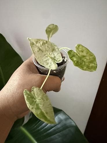 шоколадный будет: Алоказия ‘Polly’ (Alocasia x amazonica ‘Polly’) — эффектное комнатное — 5