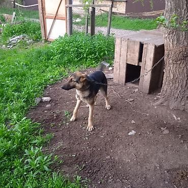 собака немецкая овчарка: Собака даром: Овчарка, 1 год, Самец — 4