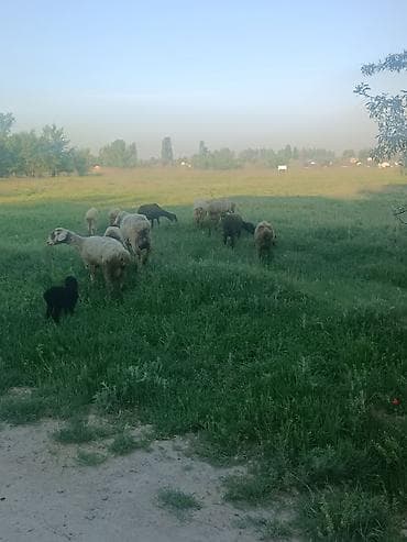 Айыл-чарба жаныбарлары: Сатам | Ургаачы кой (ургаачы) | Көбөйтүү үчүн | Ургаачы — 2