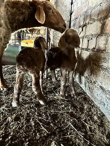 Үй жаныбарлары үчүн товарлар: Сатам | Козу | Көбөйтүү үчүн — 3