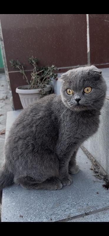 котята джалал абад: Продаются шотландские котята, возраст 1 месяц. 🐱 Мальчик — Scottish — 5