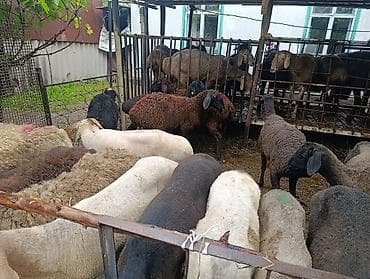 А/ч жаныбарларын сатам: Сатам | Ургаачы кой (ургаачы), Козу, Кочкор (эркек) | Союуга, Көбөйтүү үчүн — 4