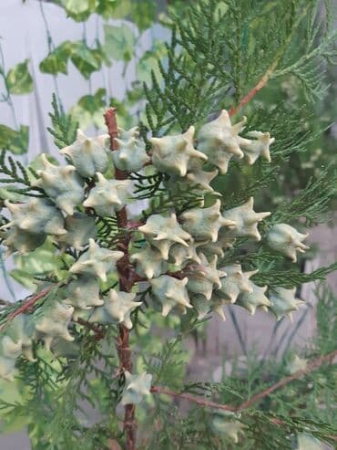 дом на иссык куле купить: 15 кв. м, Эмереги менен — 27