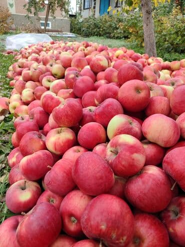 малина кара балта: Яблоки Оптом — 3