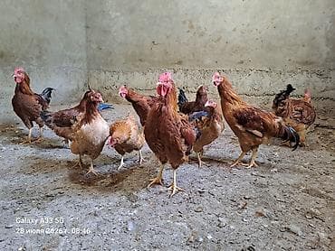 животные кошки: Продаю | Куры — 6
