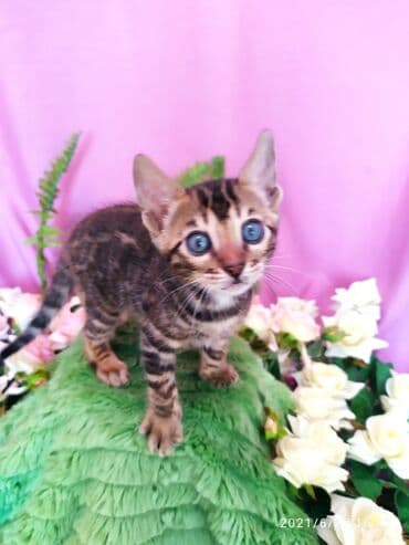 леопардовая кошка цена: Бенгальские котята !!! домашние. мини леопардики. Друзья у нас — 19