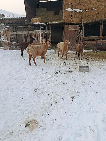 кой кыркам: Продаю | Овца (самка) | Арашан | Для разведения | Матка — 4