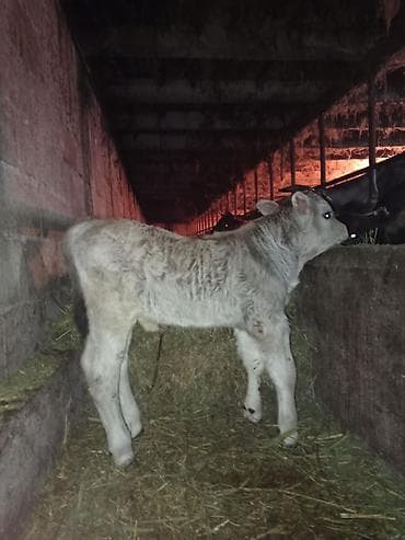 бойка ат фото: Продаю | Бык (самец), Музоо, торпок | Швицкая | Племенные — 1