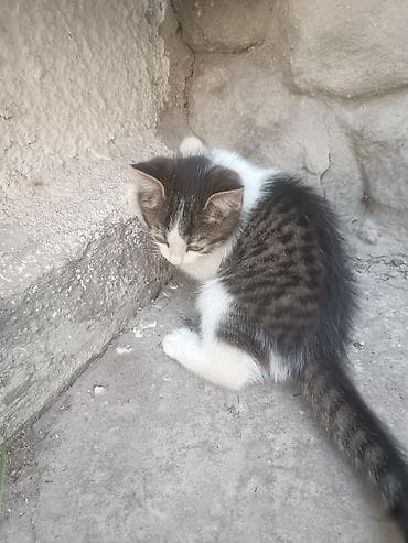 Кошки: Отдам котят в добрые руки бесплатно Котята домашние, окрас: - — 3