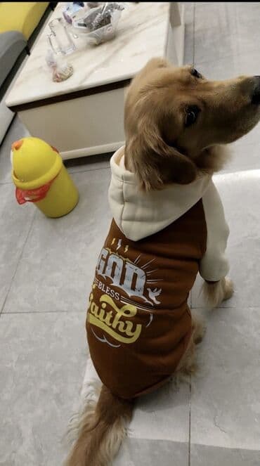 чистокровная немецкая овчарка: фото: Теплая худи для собак с капюшоном Продаю худи размер L — 2