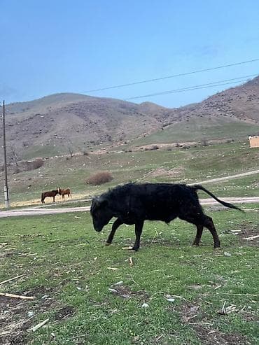 сары булун: Сатам | Бука (эркек) | Аргын | Бордоп семиртүү үчүн — 5