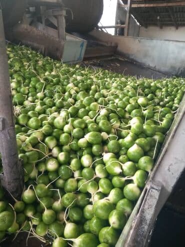 купить собаку шпица недорого: Марков савиз свежий сочный вкусный для скота в мешках в любом — 9