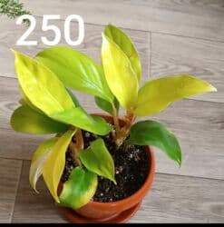 купить аквариумные растения: Комнатные ароидные в горшках — декоративно-лиственные редкие сорта. В — 7