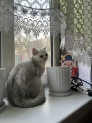 британская короткошерстная кошка золотая шиншилла: Британская шиншилла серебристого окраса 6 месяцев, девочка — 1