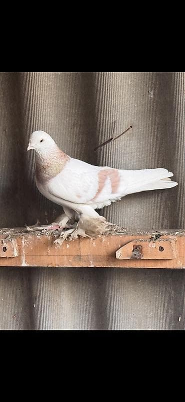 ээр улака: Самка тасман крупная очень хорошая! — 2