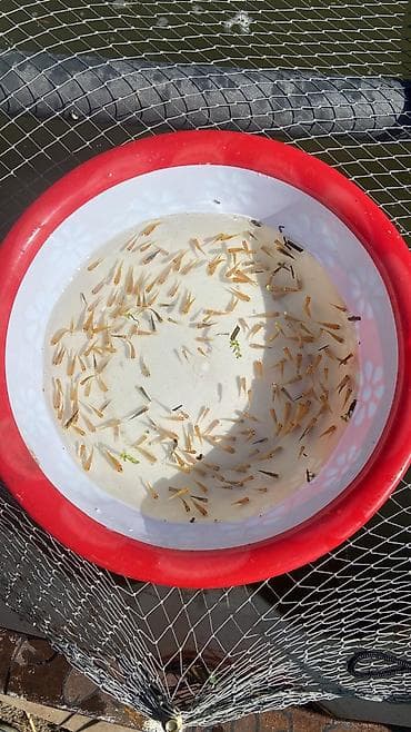 рыбы купить: Семечка не декоративного карпа коя (золотистая форма) - Вид — 1