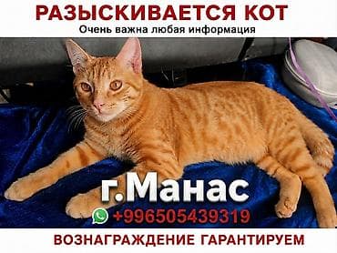 лысый кот: Разыскивается кот! г. Манас, пр. Манаса, мкр. Спутник. Описание: - — 1