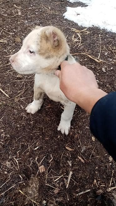продаю собаку: Алабай, 1 месяц, Самка — 1
