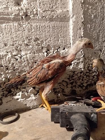 эликсир феникс: Бойцовые цыплята из под хороших кровейвывод 15 февраля 8 — 1