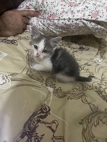 белая персидская кошка: Кошка даром: Беспородная, 1 месяц, Мальчик — 2
