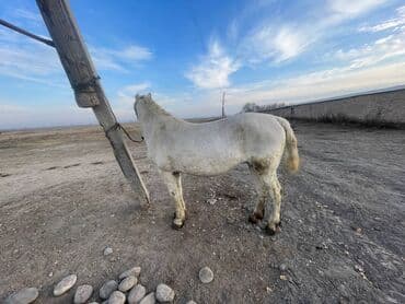 купить домашнюю черепаху: Продаю | Кобыла (самка) | Рабочий — 2
