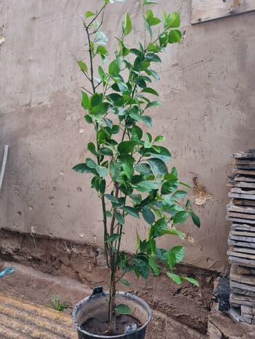Цитрусовое дерево в горшке - Молодое дерево цитрусовых (возможно