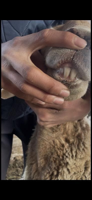 шерсть меренос: Продаю | Овца (самка) | Арашан | Для разведения | Матка — 5