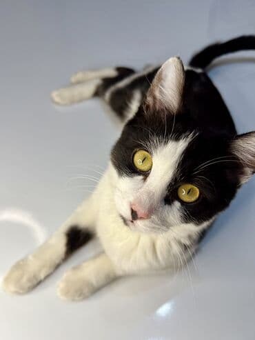 балинезийская кошка: Кошка даром: Абиссинская, 4 месяца, Мальчик, Приучена к лотку, Проглистована — 3