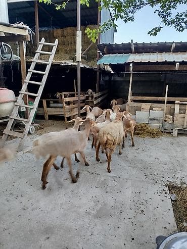 жылкы жаныбар: Сатам | Ургаачы кой (ургаачы) | Көбөйтүү үчүн | Асыл тукумдуу — 10