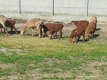 бараны рамановский: Продаю | Овца (самка) | На забой — 3