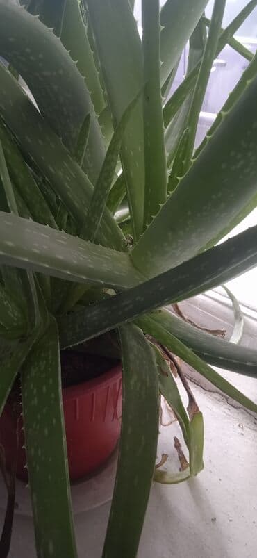Продаю отроски алоэ по 100 сом