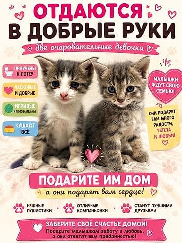 рыжие котята бесплатно: Кошка даром: Беспородная, Девочка, Приучена к лотку — 1