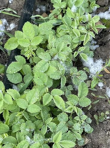 грунт для комнатных растений: Саженцы шиповники — 3