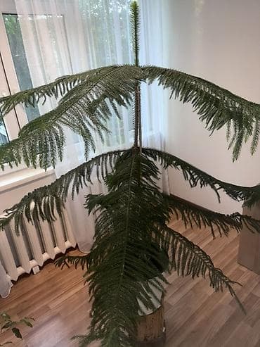 араукария купить: Араукария разнолистная (Norfolk Island Pine), крупное комнатное — 4