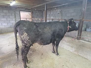 Продаю | Корова (самка)