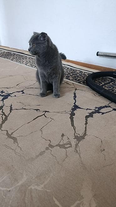 Мышыктар: Британ кыска жүндүү, 7 айлык, Ургаачы, Боз, Лотокко барууга үйрөтүлгөн — 3