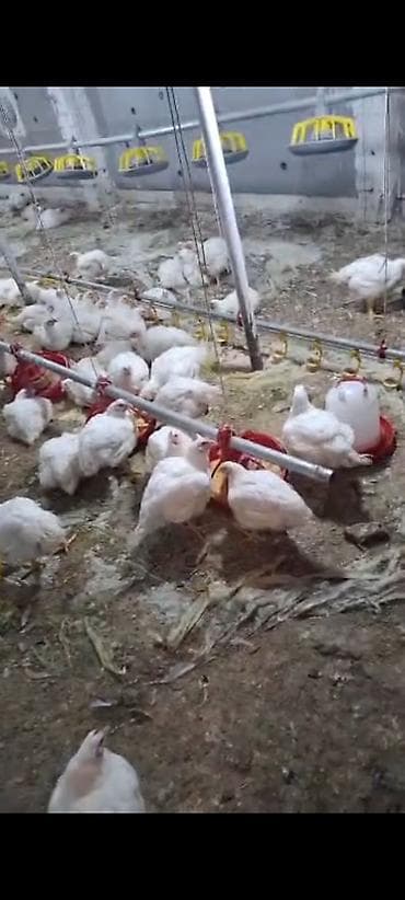 Азык-түлүктөр: Бройлер тоок сстылат на забой 100штук — 1