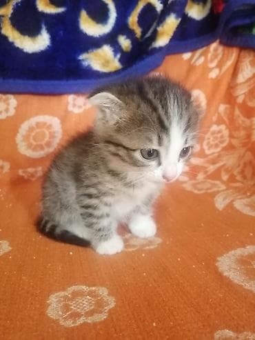латок для котенка: Котёнок, полосато-белый, короткошёрстный. Окрас: серебристо-коричневый — 5