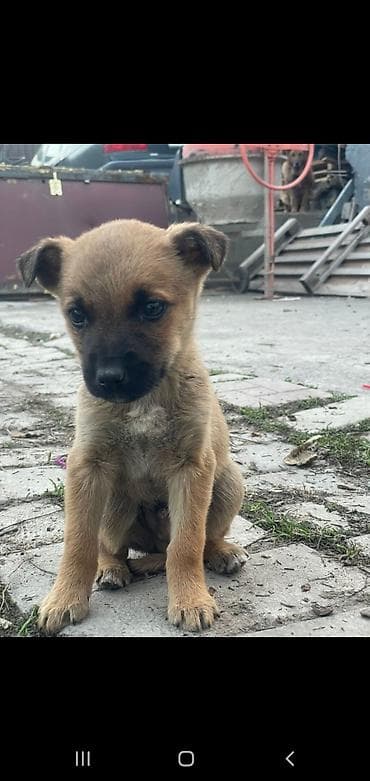 отдам животных в хорошие руки: Отдам шенков даром. ЗВОНОЧКИ — 1