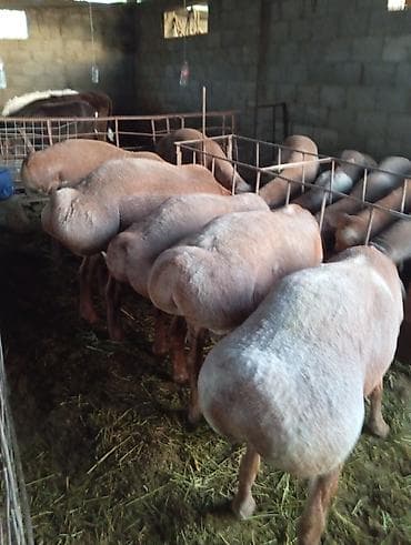 кант тай: Продаю | Овца (самка) | Для разведения | Племенные — 3
