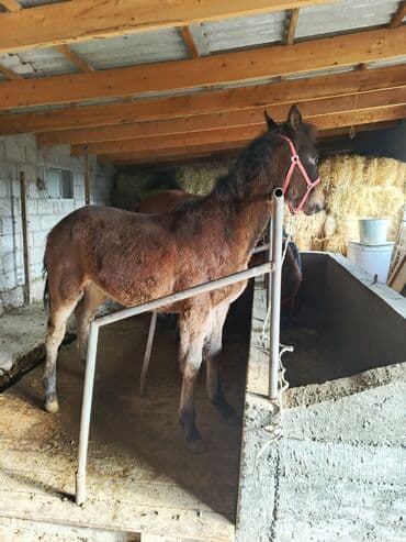 продаю аквариумных рыбок: Продаю | Жеребенок | Конный спорт — 3