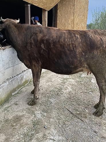 рынок собак в бишкеке: Продаю | Корова (самка) | Привязанные — 7